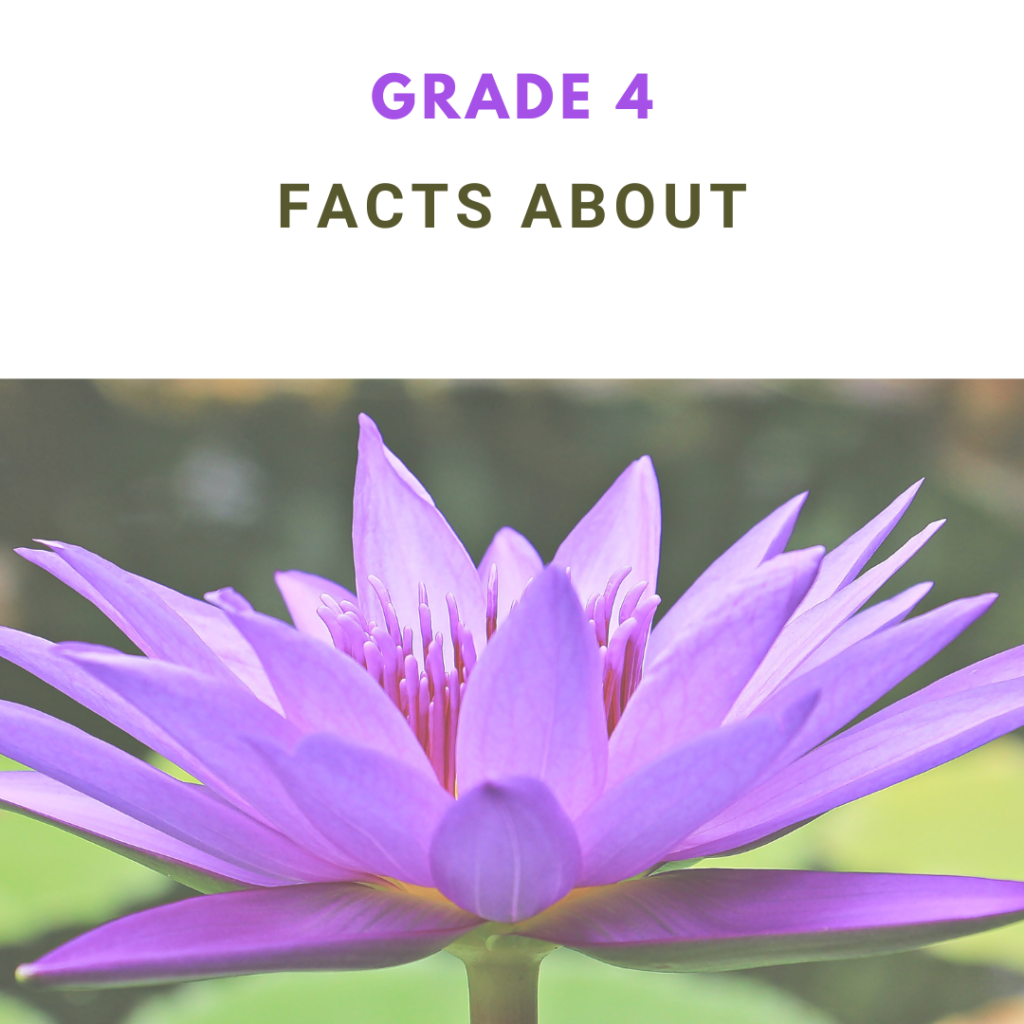FACTS ABOUT PHOTO GRADE 4